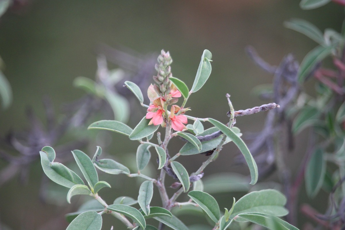 Indigofera oblongifolia Forssk.